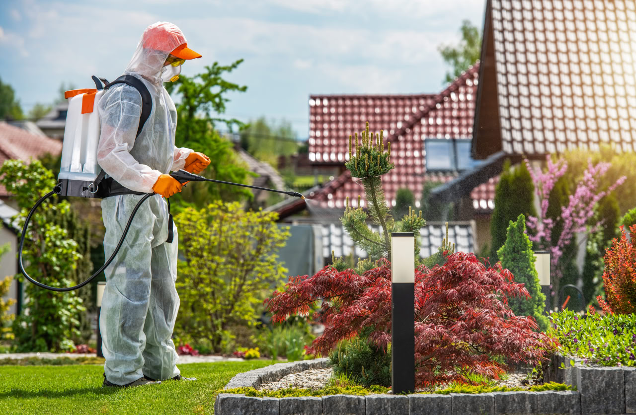 Pest Control: Effective Tips and Solutions to Keep Your Home Pest-Free